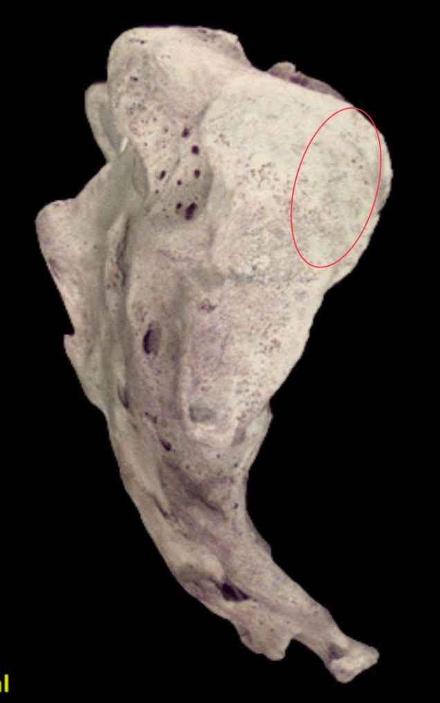<p>What is this structure?</p>