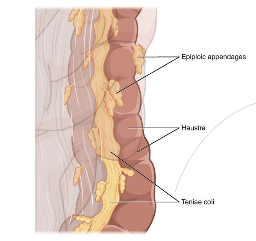 <ol><li><p><mark data-color="blue" style="background-color: blue; color: inherit">Teniae coli</mark></p><p>Bands of smooth muscle that line the large intestine. Contractions aid the movement haustrum that move the stool.</p></li><li><p><mark data-color="blue" style="background-color: blue; color: inherit">Haustra (</mark><em><mark data-color="blue" style="background-color: blue; color: inherit">singular: haustrum</mark></em><mark data-color="blue" style="background-color: blue; color: inherit">)</mark></p><p>Give wrinkled appearance of large intestine</p></li><li><p><mark data-color="blue" style="background-color: blue; color: inherit">Epiploic appendages</mark></p><p>Functon unknown</p></li></ol><p></p>