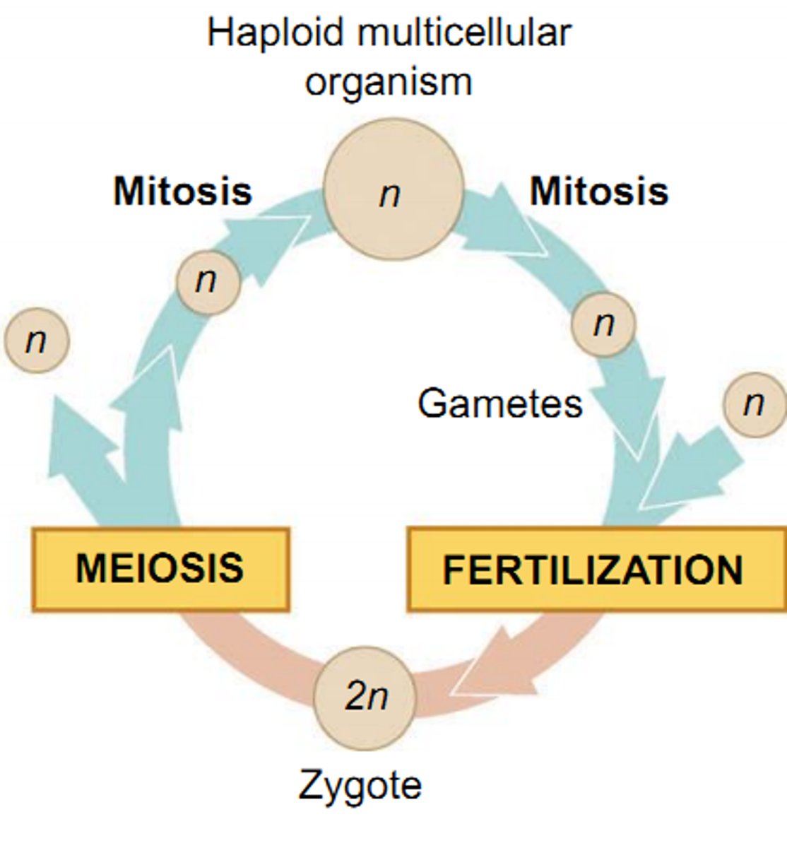<p>mitosis in a haploid multicellular stage (fungi) and/or gametophyte (plants)</p>