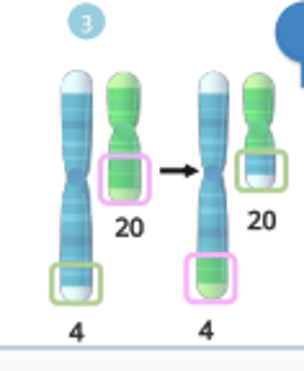 <p>segment is moved</p><p>to another; it can be</p><p>reciprocal or</p><p>nonreciprocal</p><p>(substitution)</p>