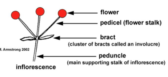 <p>Bract</p>