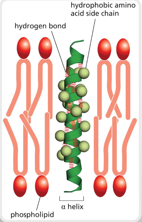 <p>LIPID BILAYERS</p>