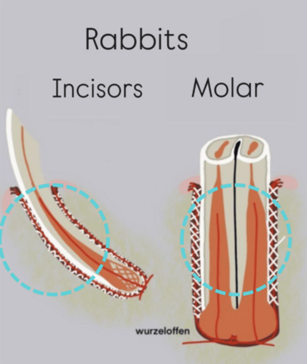 <p>What part of the tooth is being circled?</p>