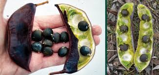 <p><span>Reddish brown, thick pod, 3”-8” long, 1.5”-2” wide, containing 6 or more dark brown seeds imbedded in green sticky</span><br><span>pulp.</span></p>