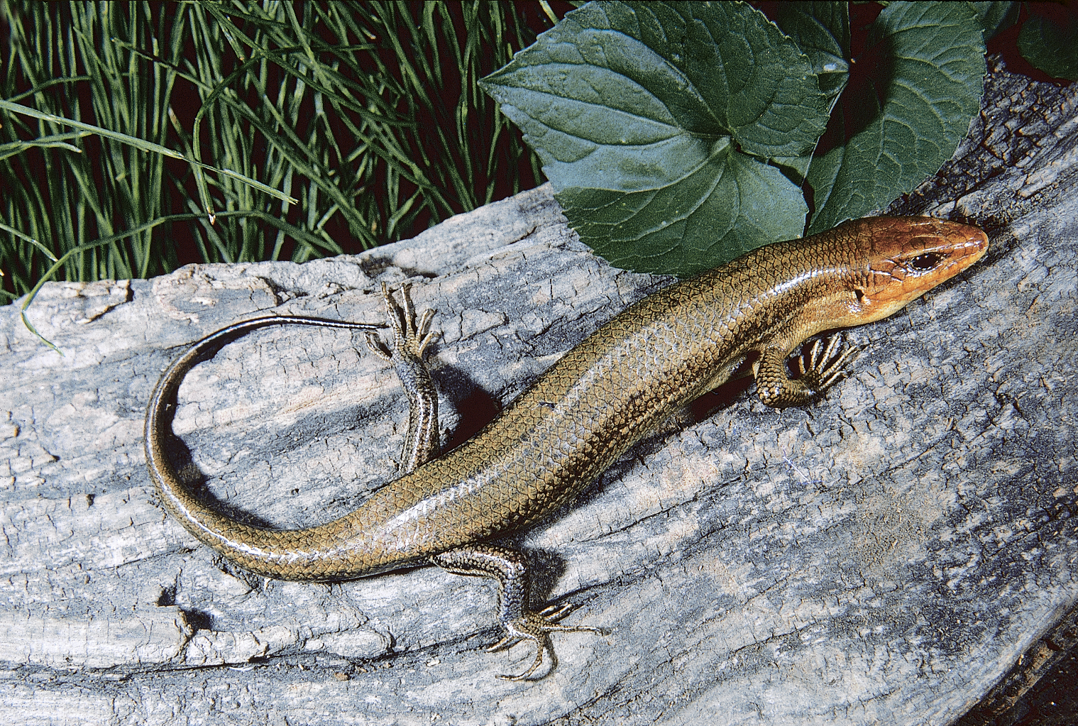 <p><span style="font-family: times new roman">Broad-headed Skink</span></p>