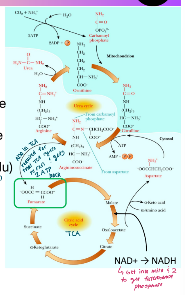 <p>When <mark data-color="#95e47b" style="background-color: rgb(149, 228, 123); color: inherit;">Fumarate</mark> enters the TCA cycle what can it become?</p>