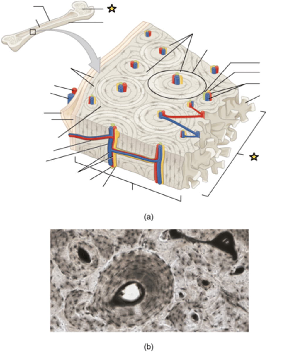 <p>Layer of bone tissue having many small spaces and found just inside the layer of compact bone</p>