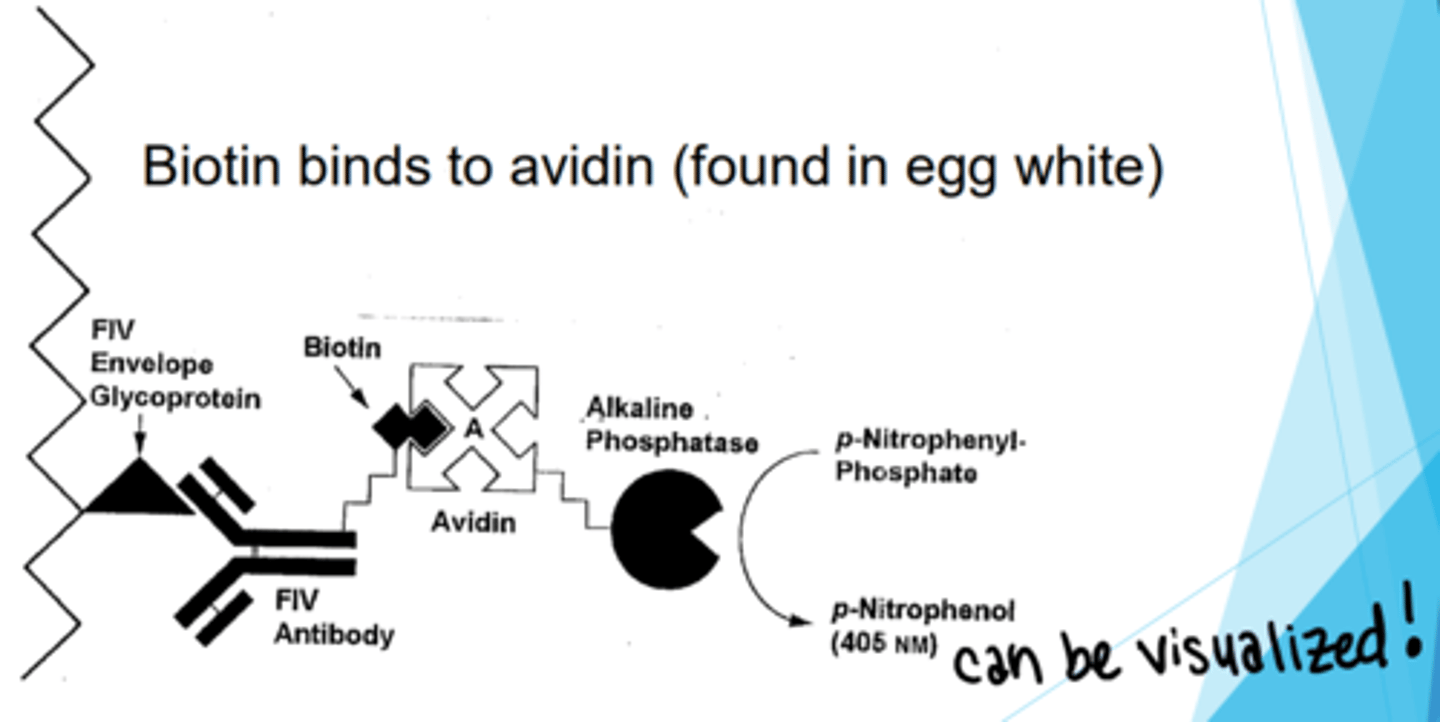 <p>1) Infants with biotinidase deficiency</p><p>2) People who consume raw egg whites (Avidin)</p><p>3) Chronic alcoholics</p><p>4) Pregnant / Breastfeeding mothers</p>