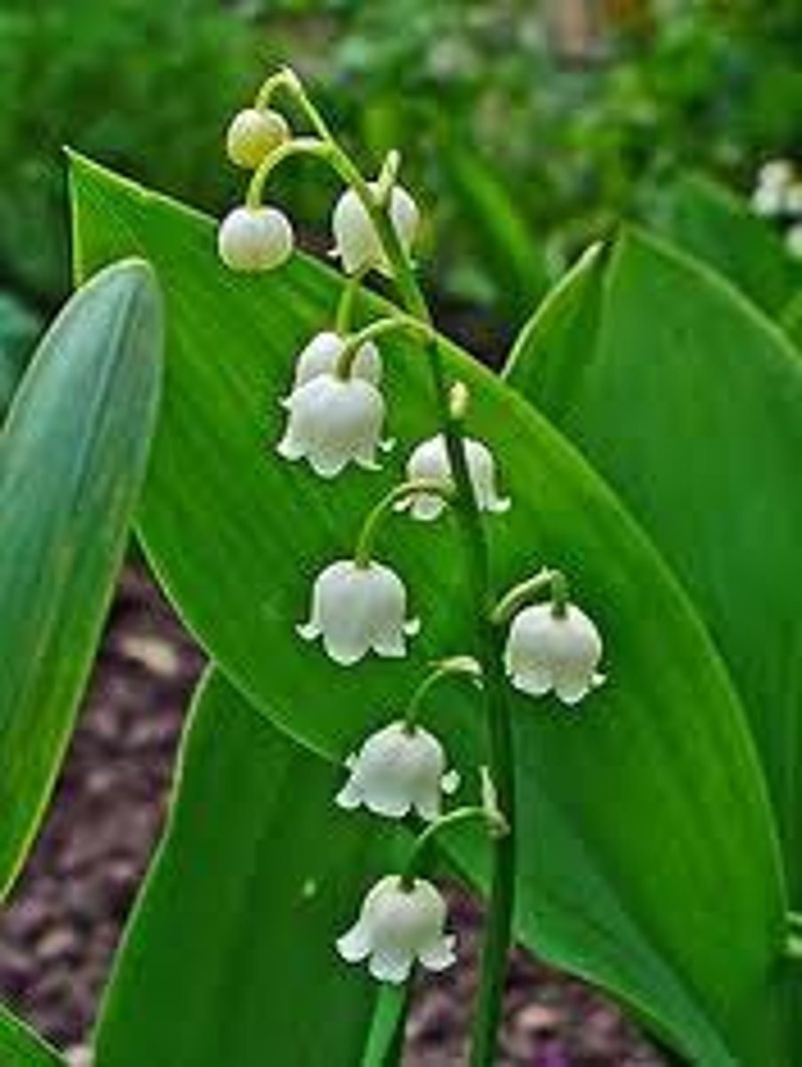 <p>what plant family? what is it? what toxin does it produce?</p>