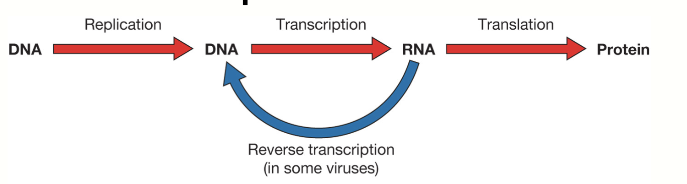 <p>DNA —&gt; RNA —&gt; Protein</p>
