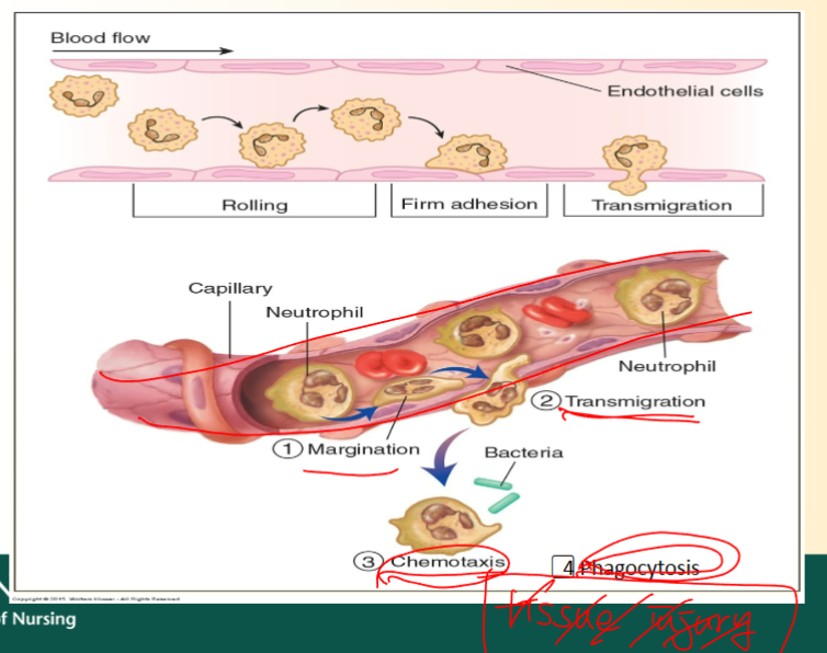 <p>Steps:</p><ul><li><p>Margination</p></li><li><p>Transmigration (passing through endothelial</p></li><li><p>Chemotaxis</p></li><li><p>Phagocytosis</p></li></ul><p>(Chemotaxis and phagocytosis happen simultaneously)</p>