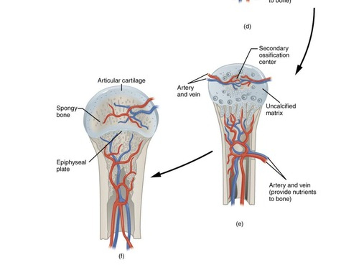 <p>1. Mesenchymal cells differentiate into chondrocytes to form the cartilage model. 2. The cartilage model and perichondrium form. 3a. Capillaries penetrate cartilage; perichondrium transforms into periosteum. 3b. Primary ossification center develops. 4. Cartilage and chondrocytes grow at bone ends. 5. Secondary ossification centers develop; cartilage remains at epiphyseal plate and joint surfaces.</p>