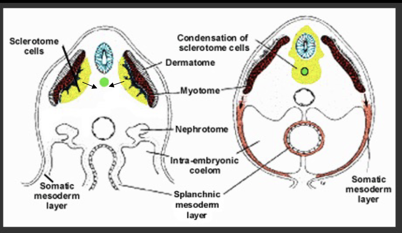 <p>The sclerotome condenses around the notochord and neural tube and becomes vertebral cells.</p>