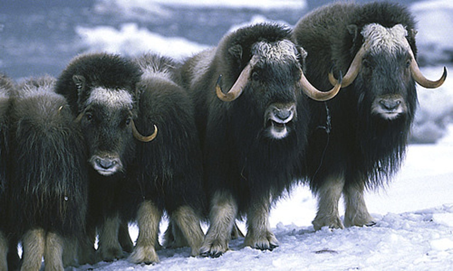 <p>musk ox</p>