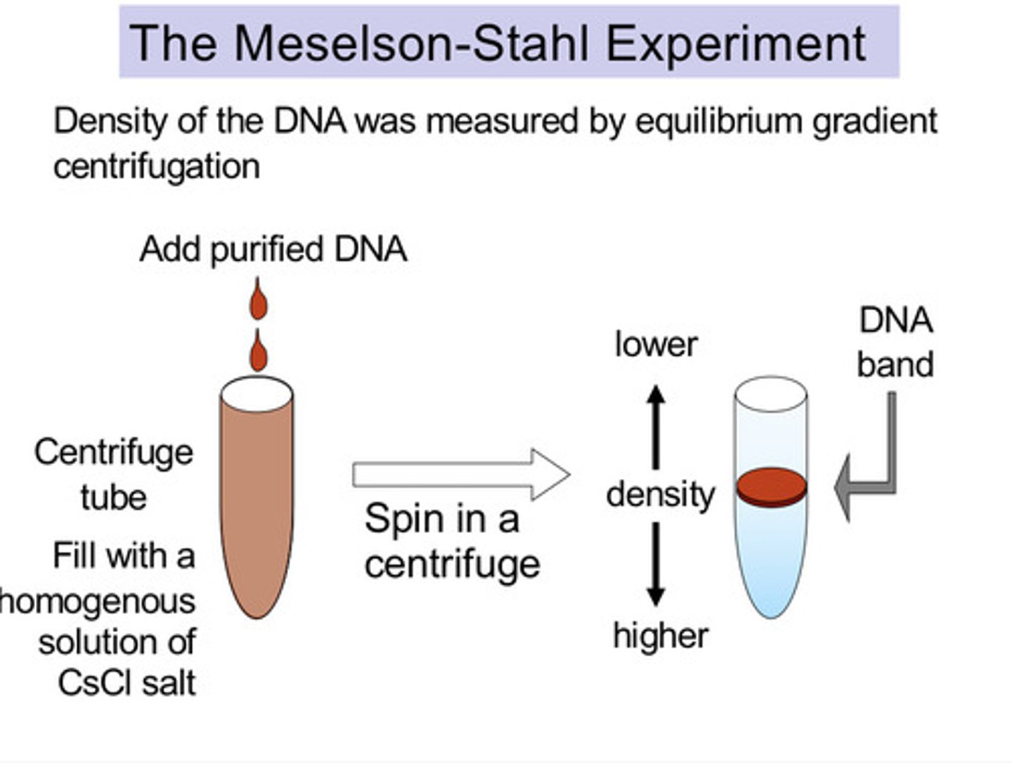 <p>- Bacteria were grown on a medium containing "heavy" nitrogen - 15N so that when the DNA in the bacteria replicated it could contain the heavy nitrogen<br>- The 1st generation of DNA of the experiment were spun in a centrifuge<br>- The next generation was then grown in a medium containing 14N and then spun in a centrifuge<br>- The generation after that was grown in a 14N medium again etc</p>