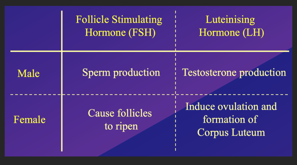 <p></p><p>follicle stimulating hormone -</p><p>males - sperm production</p><p>female - causes follicles to ripen</p><p></p><p>luteinising hormone</p><p>males - tester one production</p><p>female - induce ovulation and formation of corpus luteum</p><p></p><p>their names are from female physiology&nbsp; - so they essentially say what they do to female physiology</p>
