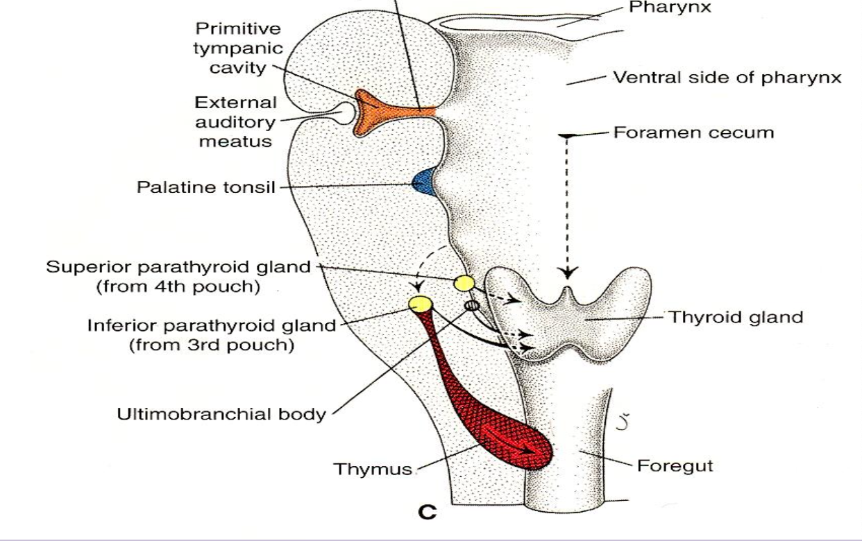 <p>Forms <strong>superior parathyroid glands.</strong></p>