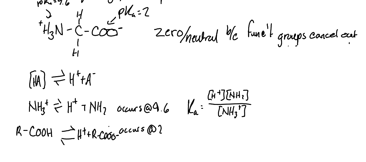 <p>This is due to the amino group being protonated and the carboxyl group being deprotonated, resulting in a net charge of zero. </p>
