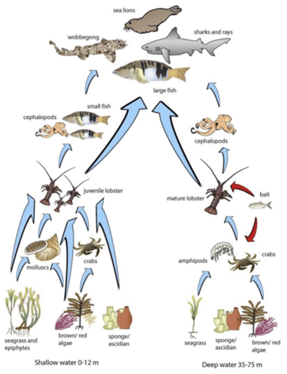 <p>found in southwestern Australia ecosystems, the western rock lobster consumes a wide variety of plant material like coralline algae, and plays a more important role in shallow water habitat</p><p>macroalgae are a more significant food source, though seagrasses can be more important for habitat formation for western rock lobsters</p>