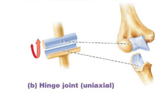 <p>A rounded or cylindrical bone fits into a concave surface on the other bone</p>