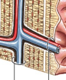 <p>What is perpendicular to the central canal, and carry blood vessels into bone and marrow?</p>
