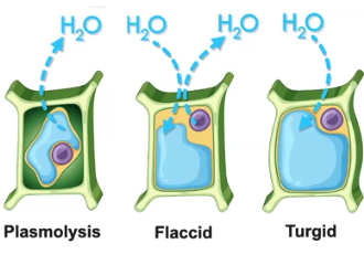 <p>Osmoregulation </p>