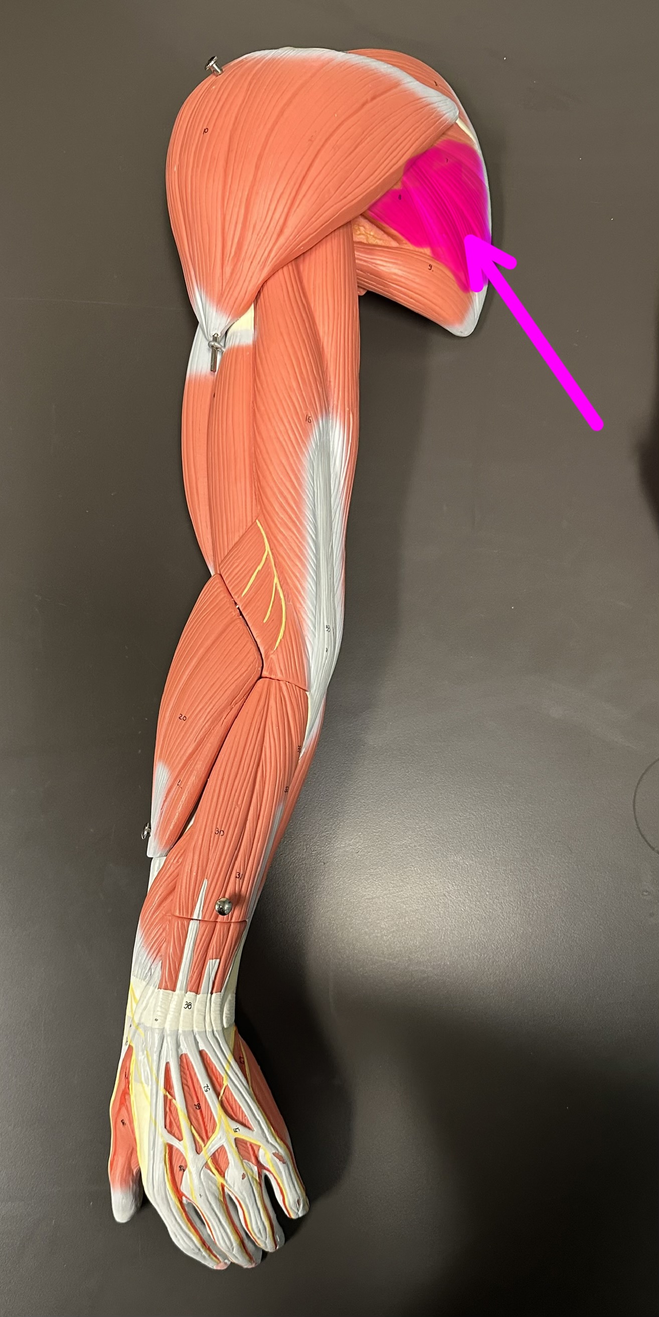 <p>What is the highlighted structure</p>