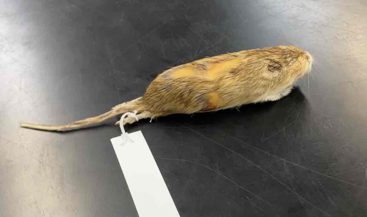 <ul><li><p>order- Rodentia</p></li><li><p>fam- Muridae</p></li></ul><p>one of the largest pocket mice. pelage bristley, yellowish \, intersed with black hairs on back. belly white. granivores, diet consists of primarily seeds. may also consume insects and leaves. </p>