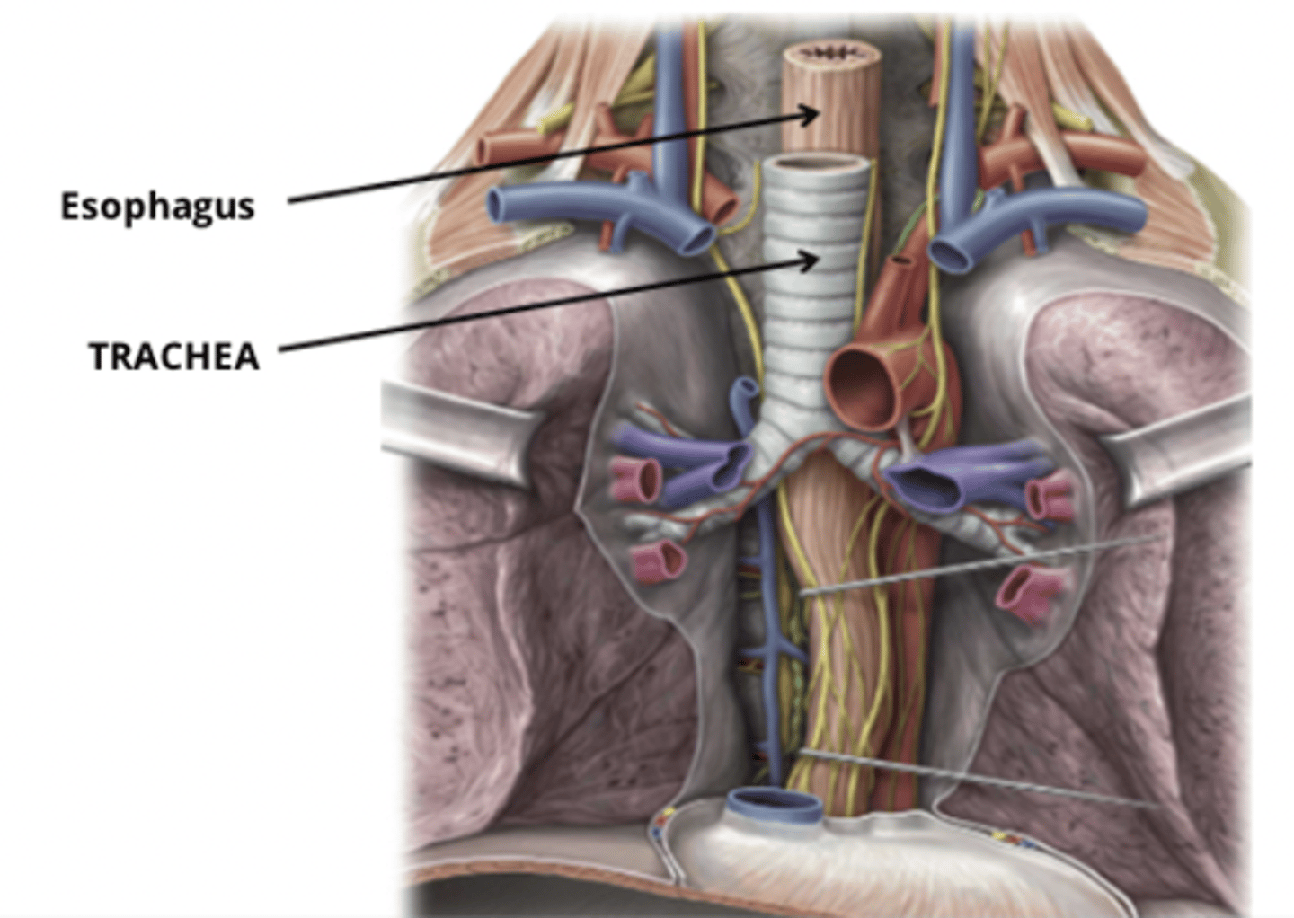 <p>15-20 C shaped cartilaginous rings, which are incomplete posteriorly.</p><p>The rings function to keep the airway open.</p><p>The cartilaginous rings are connected posteriorly by the trachealis muscle.</p>