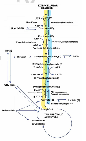 <ul><li><p><span style="color: yellow;"><strong>de novo synthesis of glucose</strong></span> from noncarbohydrate sources; occurs in the primarily in the <span style="color: rgb(170, 236, 249);"><strong><u>Cytoplasm</u></strong></span> of cells, primarily in the <span style="color: rgb(161, 255, 250);"><strong><u>Liver & Kidneys</u></strong></span></p></li></ul><ul><li><p>All arrow going down (blue highlight)</p></li></ul><p></p>