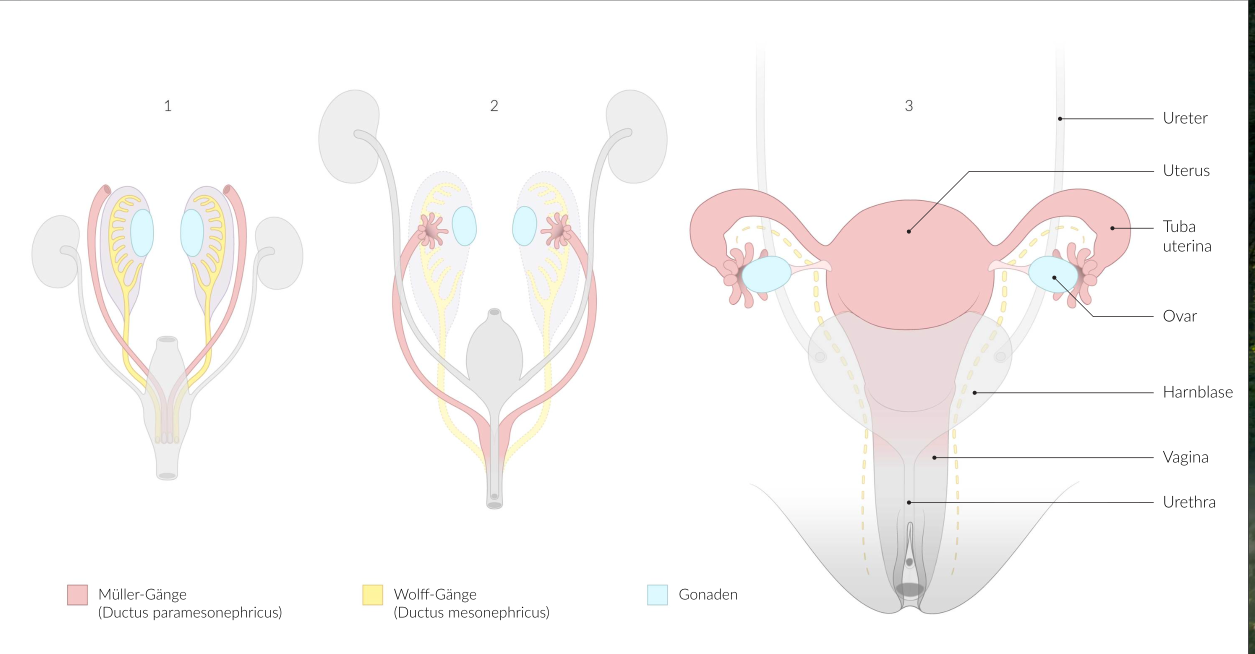 <p>B. Tuba uterina (fallopian tube)</p>