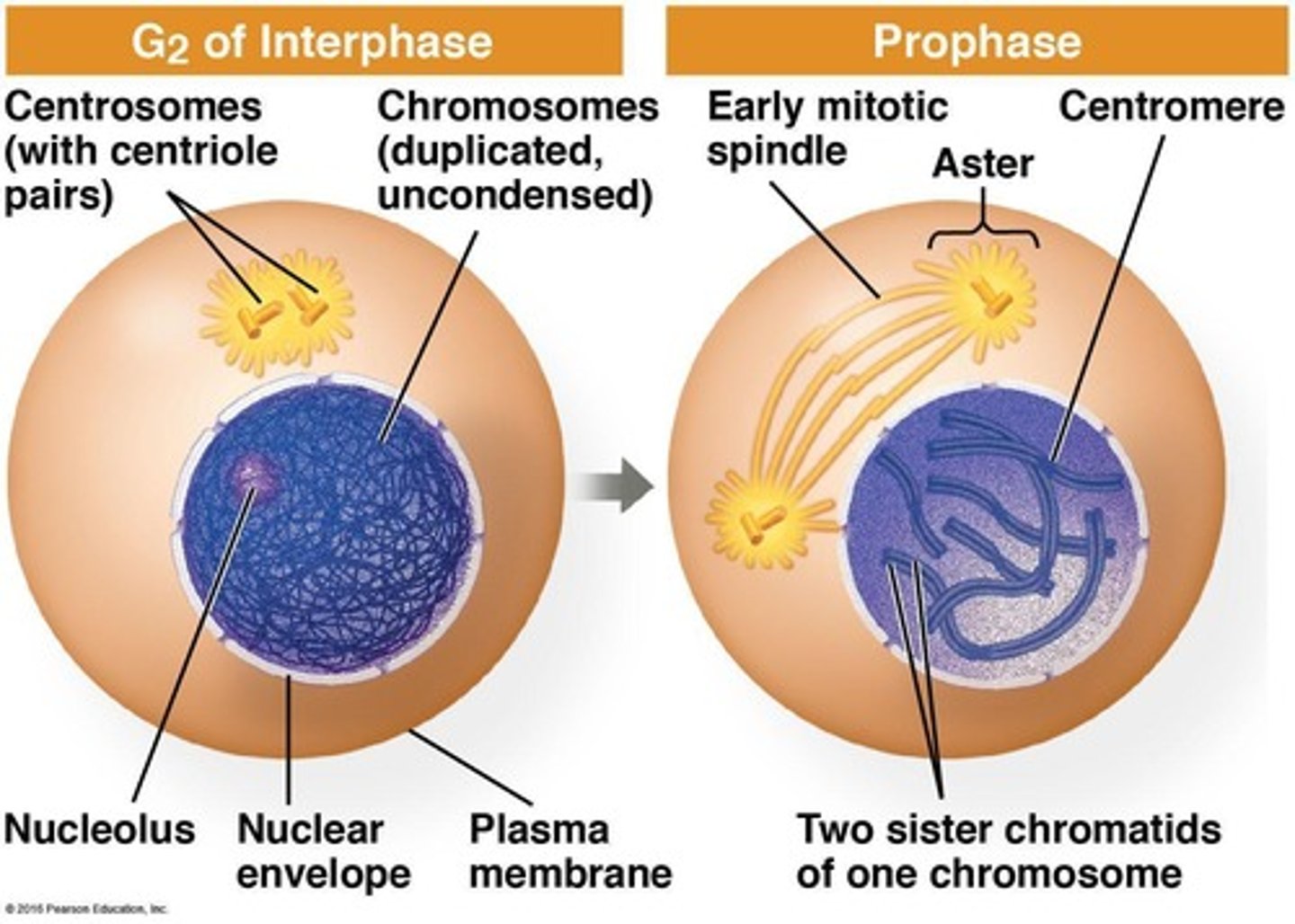 <p>Prophase → Metaphase → Anaphase → Telophase</p>