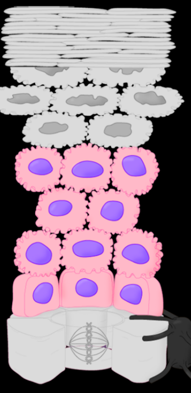 <p>Stratum Name & Function</p>