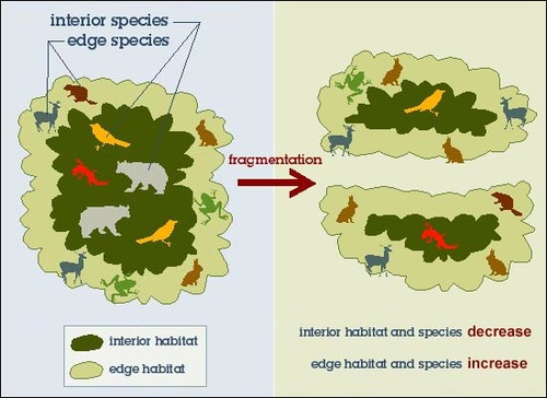 <p>Breakup of a habitat into smaller pieces, usually as a result of human activities.</p>