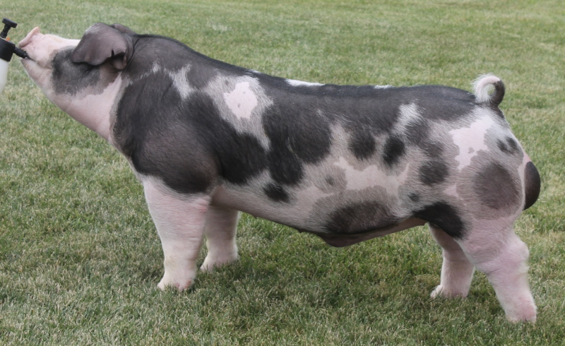 <p>What Breed?</p>