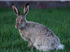 <p>all-white tail; hind legs shorter than black-tailed jackrabbit; extirpated from KS</p>