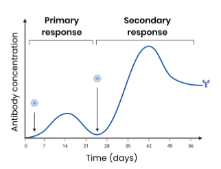 <p>Primary - first exposure to antigen</p><ul><li><p>antibodies produced slowly and at a lower concentration&nbsp;</p></li><li><p>takes time for specific B plasma cells to be stimulated to produce specific antibodies&nbsp;</p></li><li><p>memory cells produced&nbsp;</p></li></ul><p>Secondary - second exposure to pathogen&nbsp;</p><ul><li><p>antibodies produced faster and at a higher concentration&nbsp;</p></li><li><p>B memory cells rapidly undergo mitosis to produce many plasma cells which produce specific antibodies&nbsp;</p></li></ul><p></p>