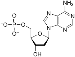 <p>nucleic acids</p>