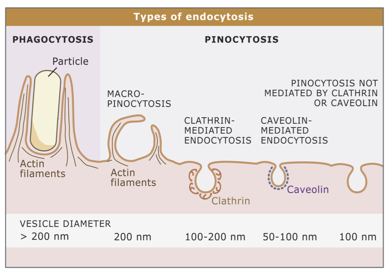 <ol><li><p>pinocytosis (aka cell drinking)</p></li><li><p>phagocytosis</p></li></ol><p></p>
