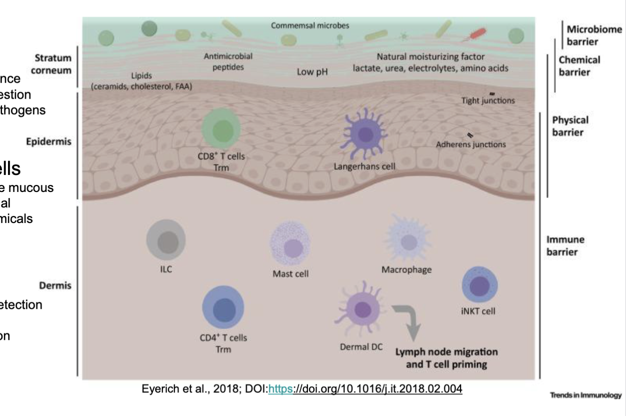 <ol><li><p><span>Commensal microflora</span><br><span>a. Maintain balance</span><br><span>b. Help with digestion</span><br><span>c. Crowd out pathogens</span></p></li><li><p><span>Epithelial and associated cells</span><br><span>a.Often produce mucous or antimicrobial peptides/chemicals</span></p></li><li><p><span>Sentinel cells</span><br><span>a. Tolerance to commensals</span><br><span>b. First line of detection for infection</span><br><span>c. Differ based on location</span></p></li></ol><p></p>