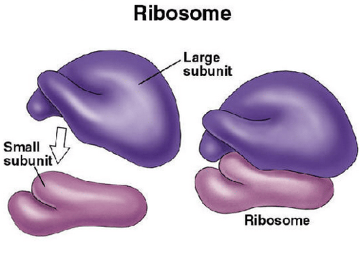 <p>Small granules found in all cells made up of proteins & RNA which contain a small&large subunit one containing proteins & the other rRNA<br><br>They come in two types 80S which are larger and found in eukaryotic cells and 70S which are smaller and found in prokaryotic cells.<br><br>They assemble proteins from amino acids.</p>