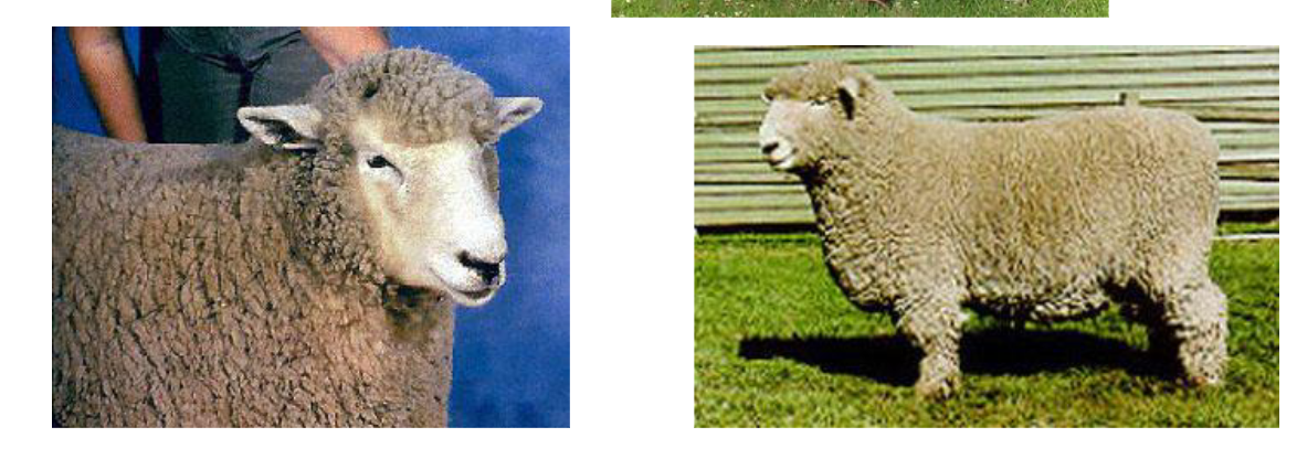 <p>White and natural colored</p><p>Grey or black nose pigment and hooves</p>