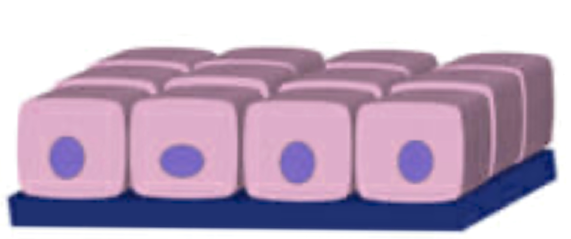 <p>name the tissue</p>