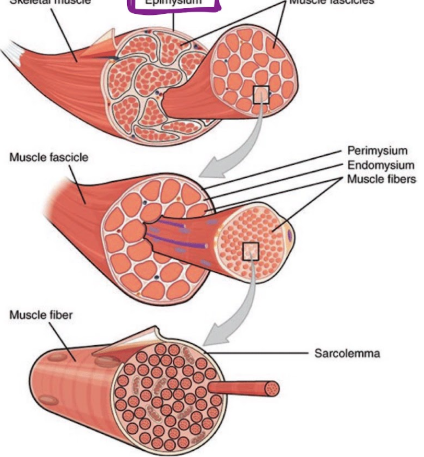 <p>Muscle has 3 layers of connective tissue&nbsp;</p><ul><li><p>Epimysium&nbsp;</p><ul><li><p>dense connective tissue (collagen fibers) surrounding and separating the entire muscle&nbsp;</p></li></ul></li><li><p>Perimysium</p><ul><li><p>divides muscle into <strong>fascicles</strong></p><ul><li><p>collagen, elastin, site of blood vessels&nbsp;&nbsp;</p></li></ul></li></ul></li><li><p>Endomysium&nbsp;</p><ul><li><p>within fascicle, surrounds individual muscle cells, called <strong>fibers&nbsp;</strong></p></li><li><p>elastic tissue, contains nerve fibers and capillary beds</p></li><li><p>site of myosatellite cells (stem cells)&nbsp;</p></li></ul></li></ul><p></p>