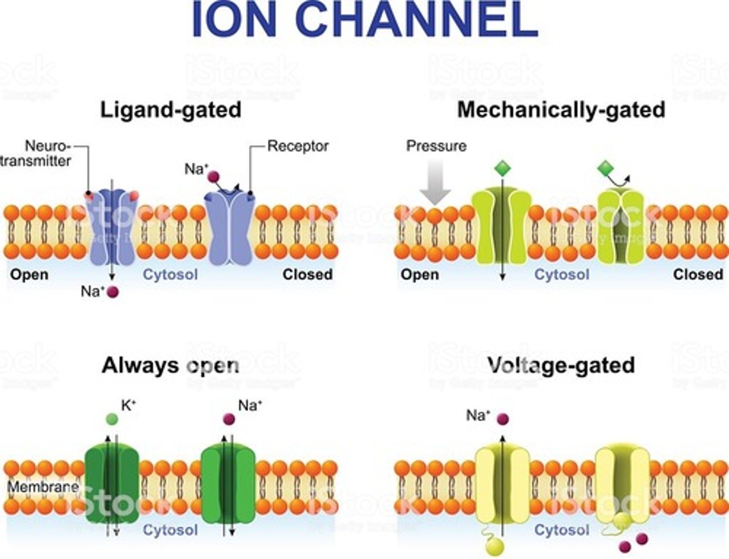 <p>Ligand-gated Ion Channels are opened and closed due to the binding of a ligand.</p><p>Voltage-gated Ion Channels are opened and closed due to a change in the electrical environment (or the membrane potential).</p><p>Stretch-activated (or Mechanically-gated) Ion Channels are opened and closed due to stretching or deformation of the cell membrane.</p>