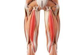 muscle group, flexes lower leg