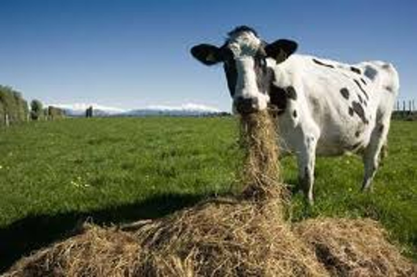 <p>The first trophic level where organisms obtain their energy by eating plants</p>