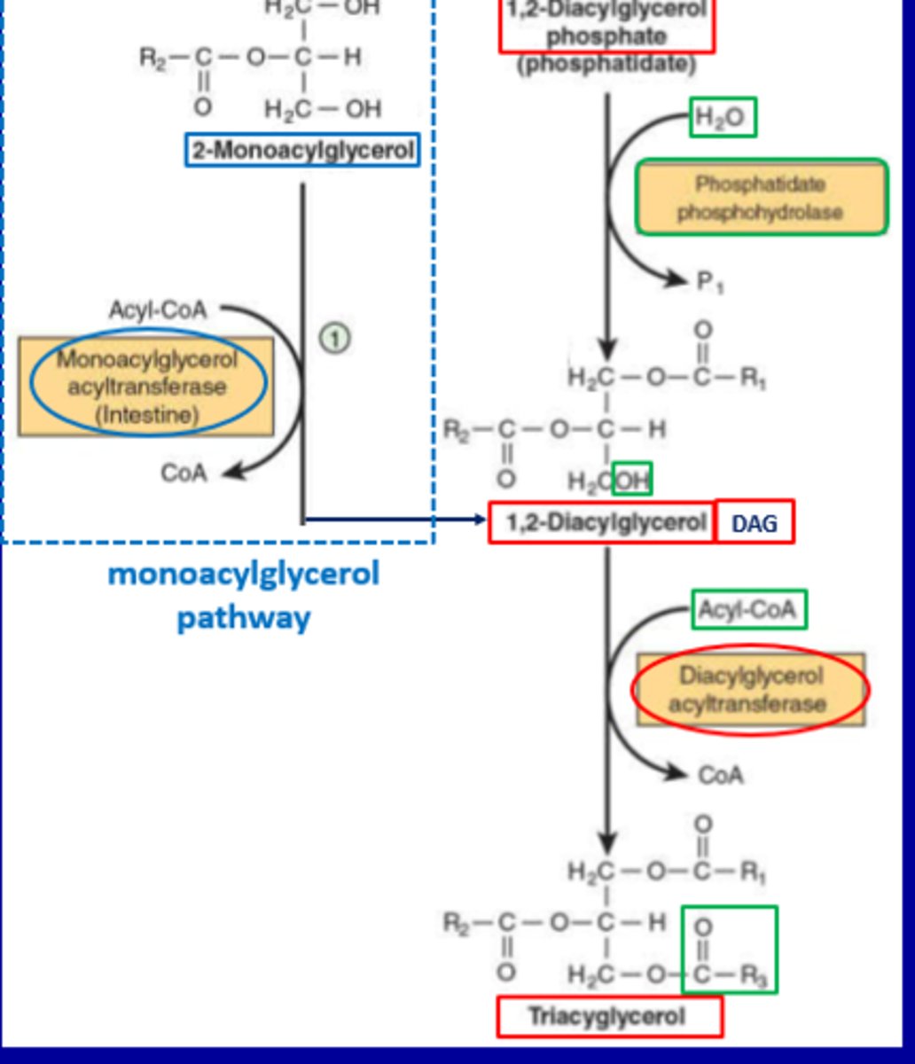 <p>It is involved in the monoacylglycerol pathway</p>
