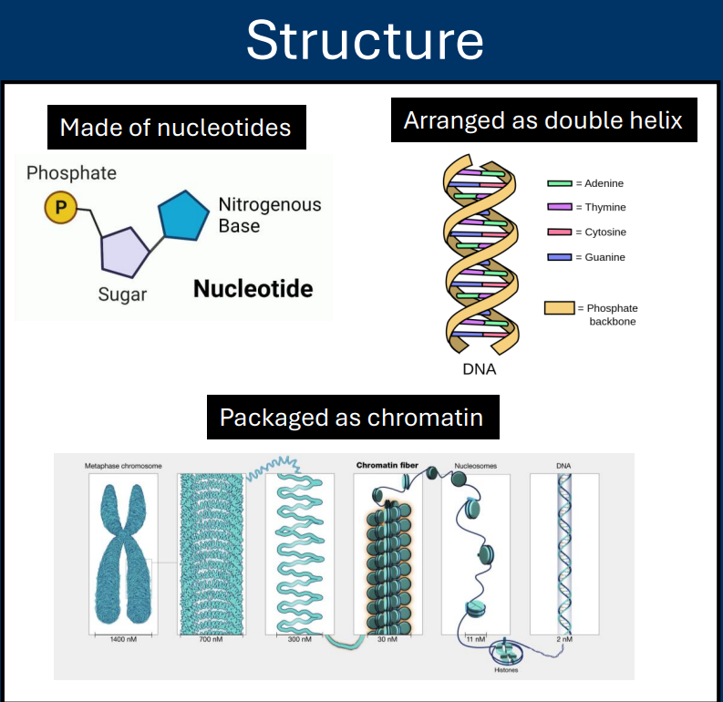 <p>• DNA strands are organized and compacted </p><p>• The organized form of DNA is calle<strong>d chromatin </strong></p><p>• Refers to DNA packaged with proteins </p><p>• Chromatin is organized at multiple different layers</p><p> • Histones are the protein that is most important for DNA organization</p>