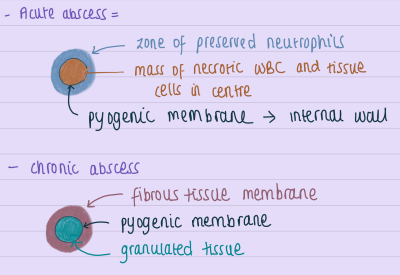 <ul><li><p><strong>Abscess</strong> = localized inflammation caused by acute bacterial infection and neutrophils infiltrating the inflamed tissue <span data-name="arrow_right" data-type="emoji">➡</span> causes necrosis</p></li><li><p>The cavity formed = abscess</p><ul><li><p><span data-name="arrow_right" data-type="emoji">➡</span> contains pus</p></li></ul></li></ul><p></p>